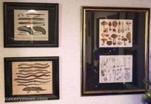 Framed natural history prints for a Harry Potter themed room: sea worms, reptiles, mushrooms